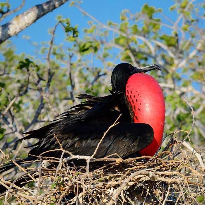 north seymour galapagos islands