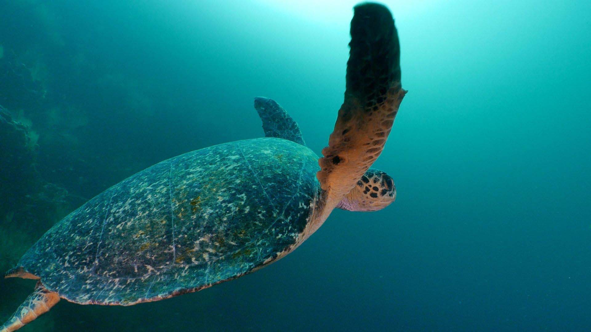 Galapagos sea turtle