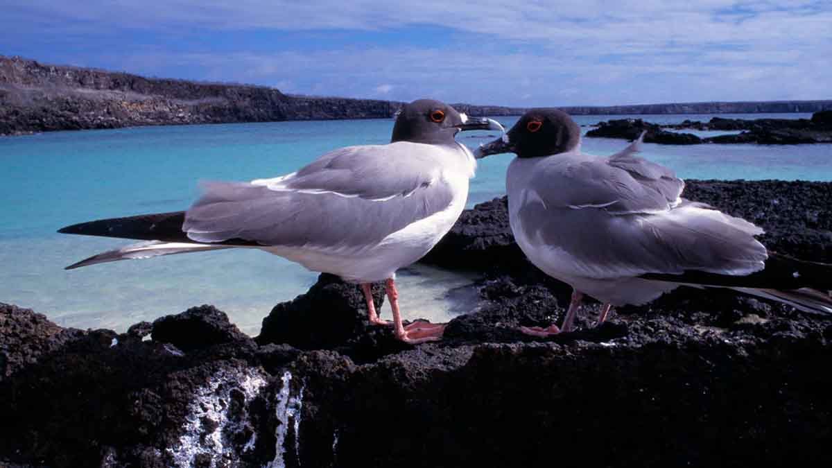 Darwin Bay | Galapagos Islands