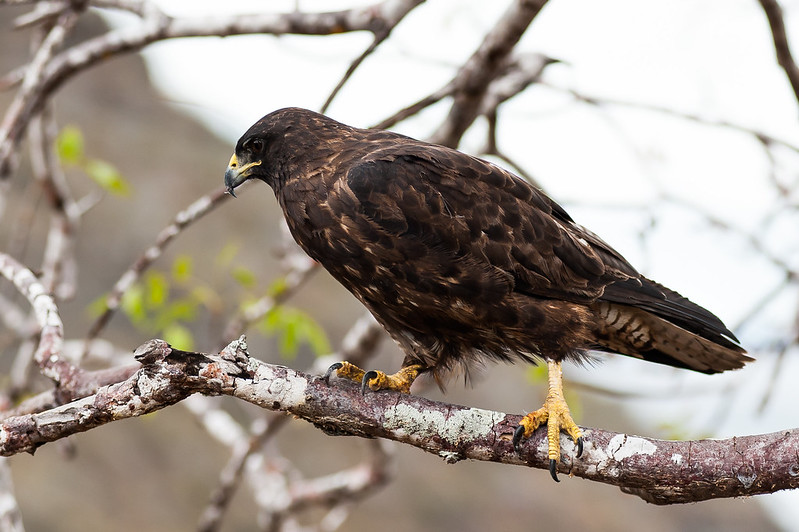 hawk