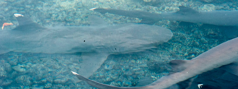 galapagos-shark galapagos sharks