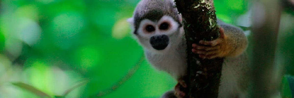 Travel to Ecuador and visit galapagos islands and the amazon region