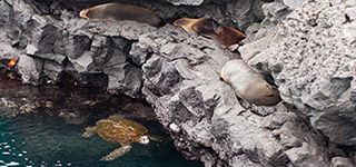 galapagos islands cruises ecuador