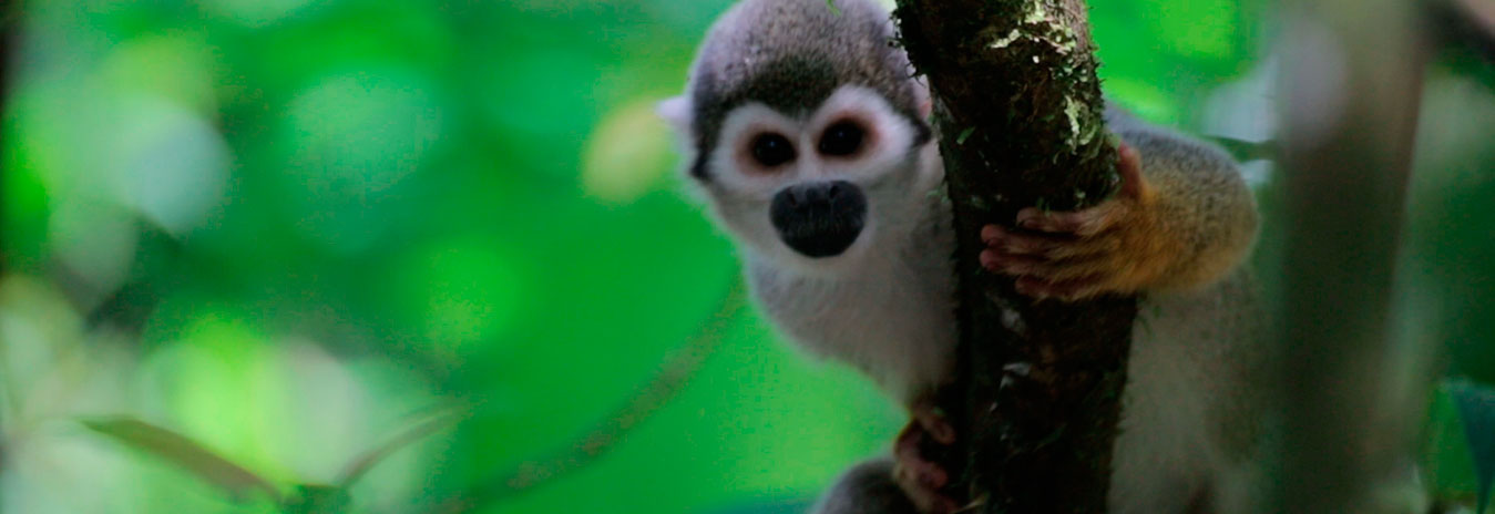 Amazon wildlife