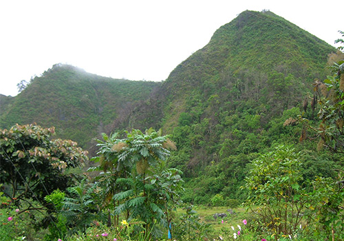 mindo cloud forest