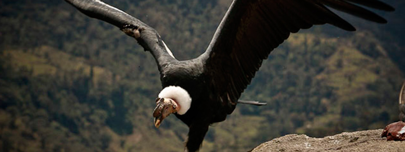 Ecuador tours Ecuador tours