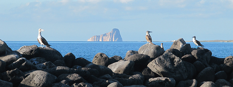Galapagos cruises Galapagos cruises
