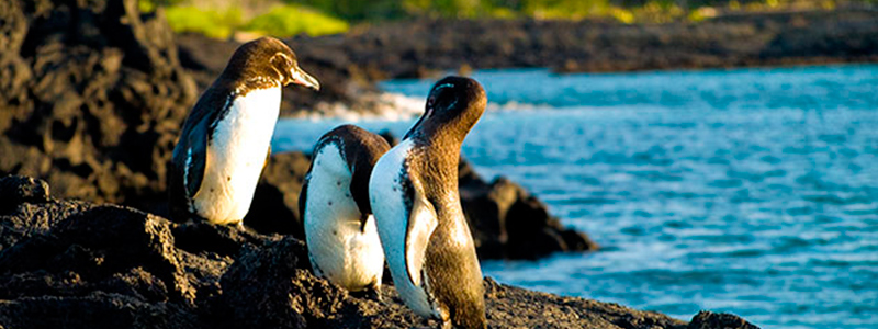island hopping galapagos island hopping galapagos