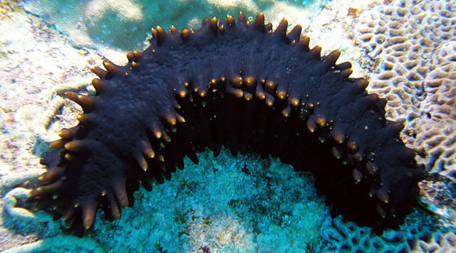 galapagos under water Galapagos plants