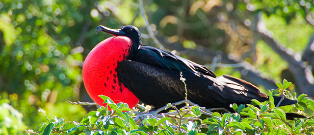 galapagos islands birds