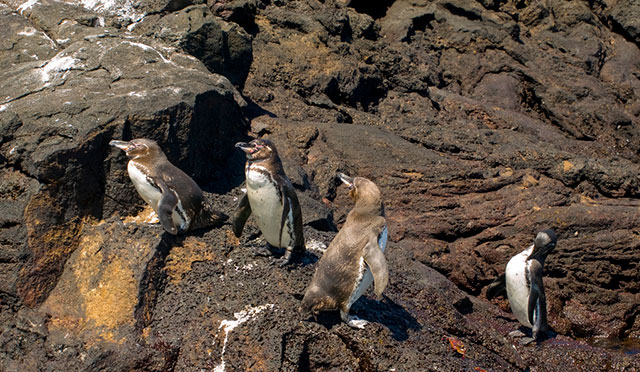 Galapagos Islands Penguins