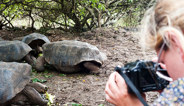 galapagos islands turtles galapagos islands turtles