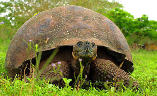galapagos islands turtles galapagos islands turtles