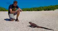 Iguana Marina | Islas Galápagos