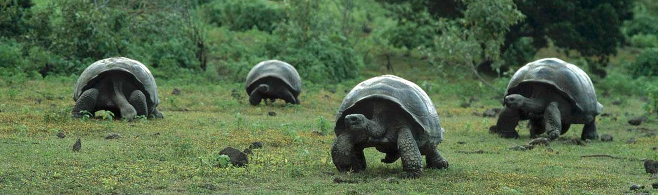 Tortuga Gigante | Galápagos