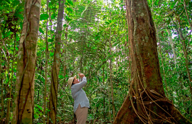 Amazon Rainforest Ecuador