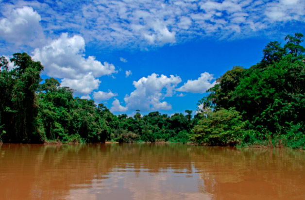 manatee-amazon-cruise
