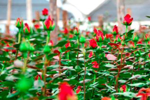 roses-plantation-ecuador