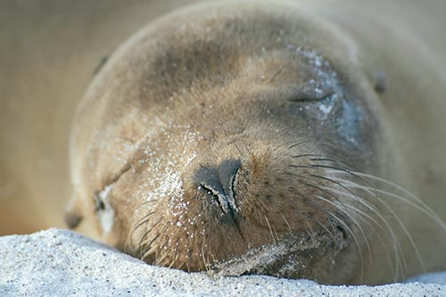 tortuga-bay-galapagos