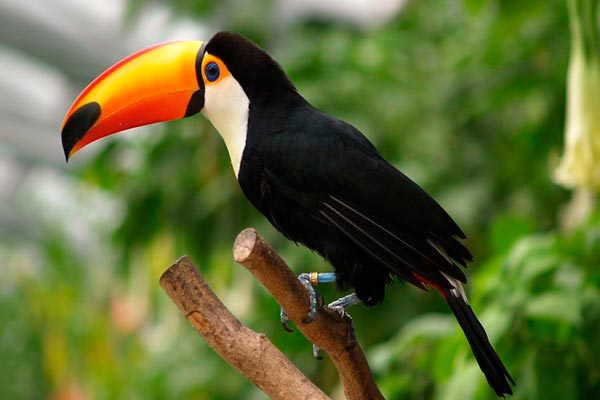 Toucan | Amazon