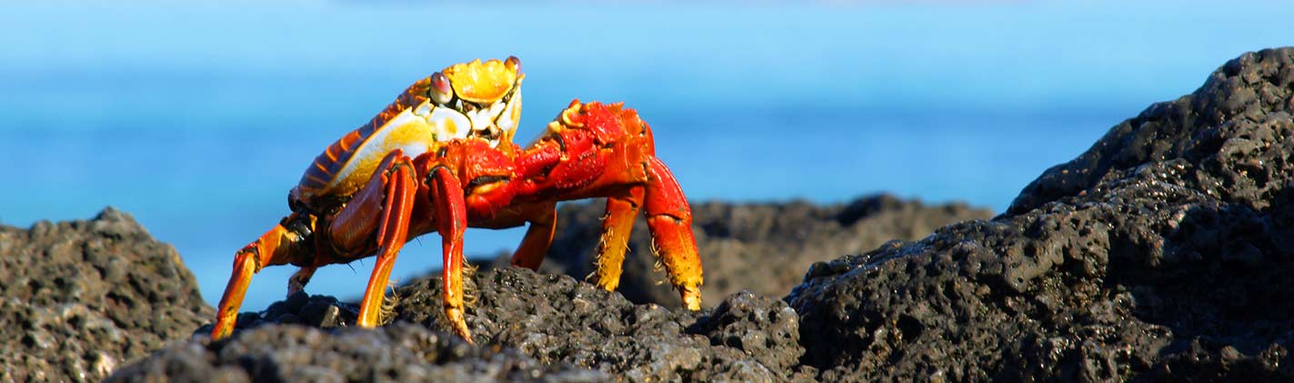 Cangrejo de Galápagos