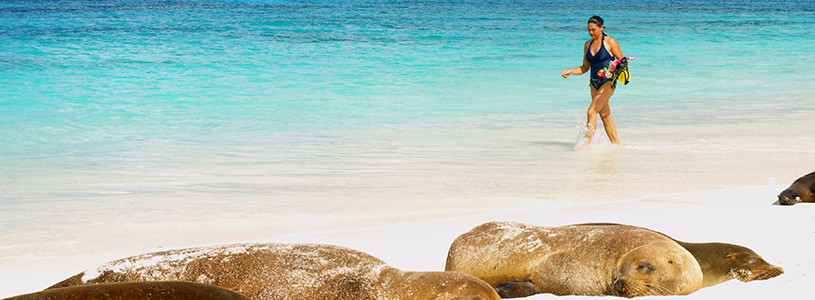 Sea Lions | Galapagos Islands Sea Lions | Galapagos Islands