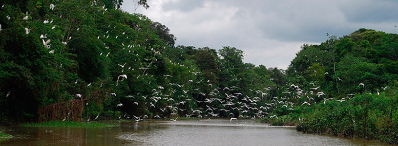 amazonia-ecuatoriana-un-paraiso-de-fauna amazonia-ecuatoriana-un-paraiso-de-fauna