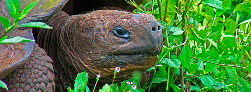 June-in-Galapagos-the-beginning-of-dry-season June-in-Galapagos-the-beginning-of-dry-season