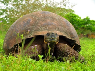 Santa Cruz Island 3 things to know before you go1 Turtle | Galapagos