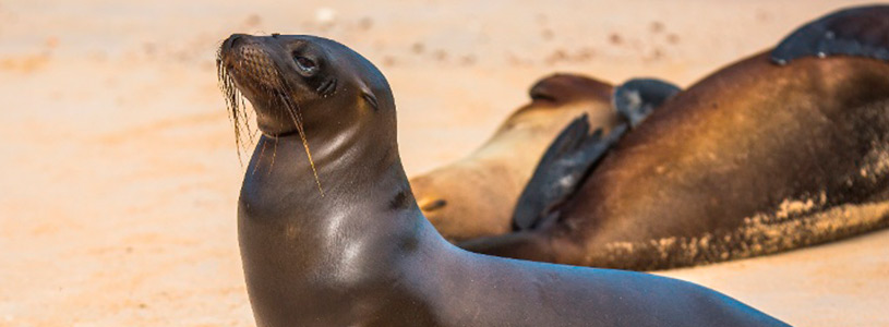 Santa Fe Island | Galapagos | Sea Lion