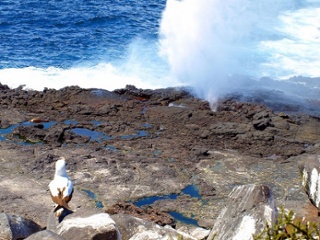 Española Island | Suarez Point | Galapagos