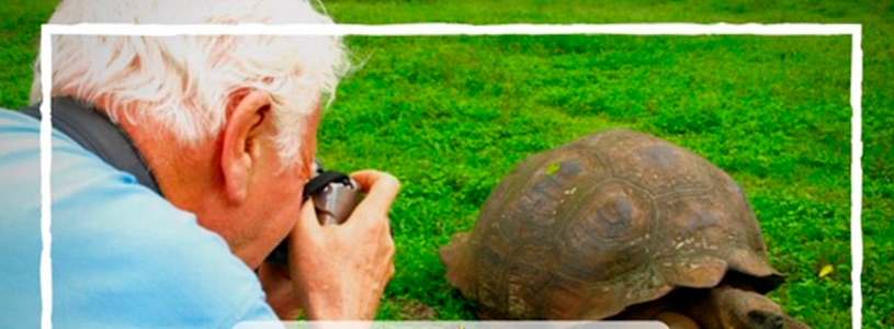 Turtle Turtle