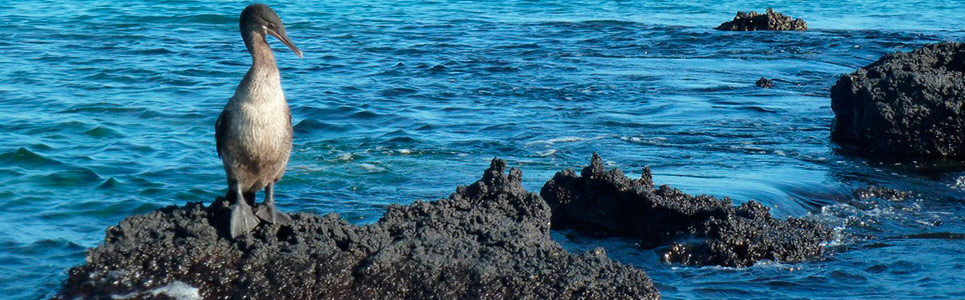 July-in-Galapagos-Island-weather-and-events July-in-Galapagos-Island-weather-and-events