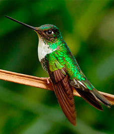 mindo-ecuador-latin-trails mindo-ecuador-latin-trails