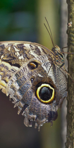 Mariposa Mindo