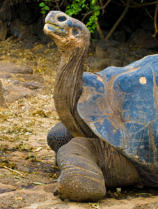 tortugas-galápagos1 tortugas-galápagos1