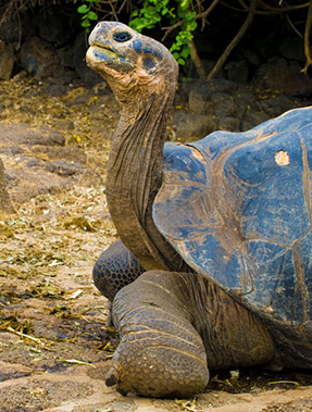 tourtles-galapagos1
