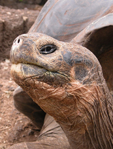 tortugas-galápagos2 tortugas-galápagos2