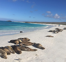 Gardner Bay | Española Island | Galapagos