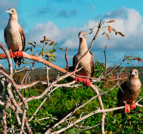 Prince Philip steps | Genovesa Island | Galapagos