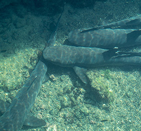 Tintoreras | Isabela Island | Galapagos