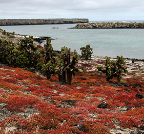 Plazas Island | Galapagos
