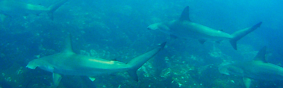 hammered-sharks hammered-sharks