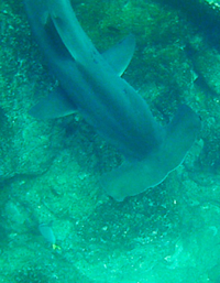 hammered-sharks1