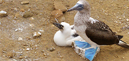 what-is-the-best-itinerary-in-galapagos5 what-is-the-best-itinerary-in-galapagos5