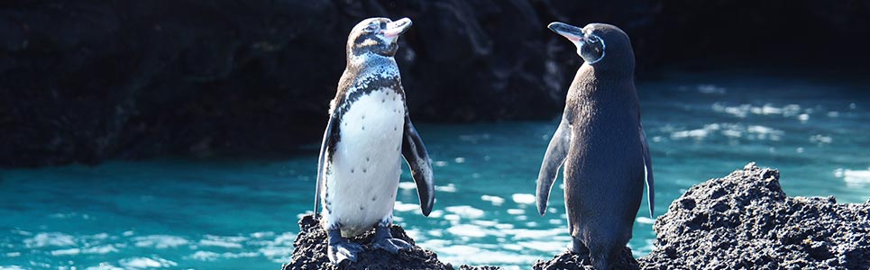 Galapagos Islands Penguins Galapagos Islands Penguins