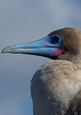 Red Footed-Boobies | Genovesa Island | Galapagos