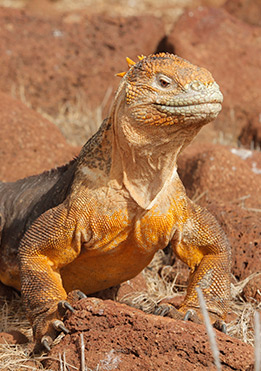 Land Iguanas | Galapagos Islands