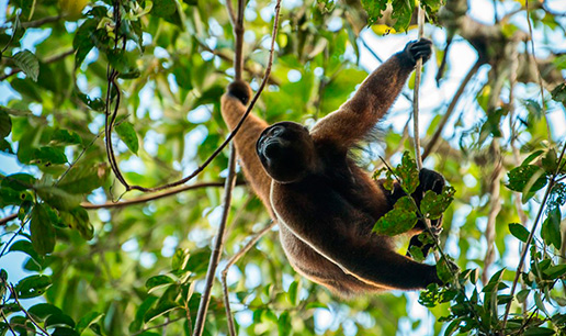 Amazon Region Ecuador