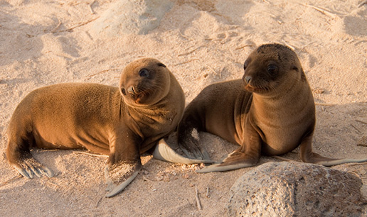 Galapagos Islands | Galapagos Tours and Cruises